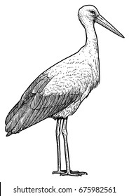 White Stork Illustration, Drawing, Engraving, Ink, Line Art, Vector