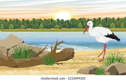 White stork on the river bank. water birds. Realistic summer landscape