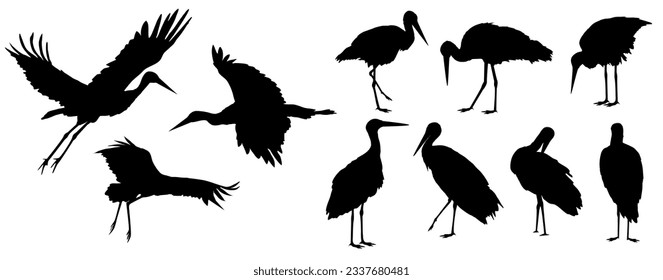 White stork set silhouettes. Male and female Ciconia ciconia birds stand and fly. realistic vector animal