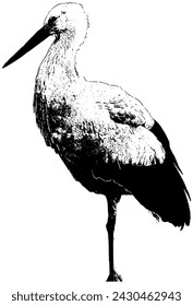 White stork sketch, in black, isolated 