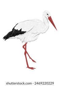 A white stork stands with one leg bent. Realistic vector bird