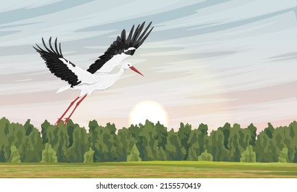 The white stork takes off from the clearing at dawn. Realistic vector landscape