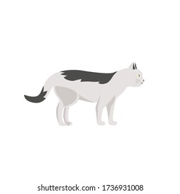 White striped cat flat color vector character. Domestic animal walk. Pet care and daycare. Grooming salon mascot. Kitten isolated cartoon illustration for web graphic design and animation