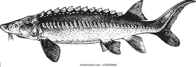 White Sturgeon, Fish collection. Healthy lifestyle, delicious food. Hand-drawn images, black and white graphics.