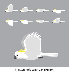 White Sulphur Crested Cockatoo Flying Animation Sequence Cartoon Vector