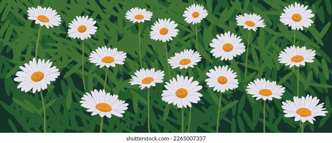 White Sun Flowers, Daisy Flowers (Bellis Perennis), vector illustration isolated, eps