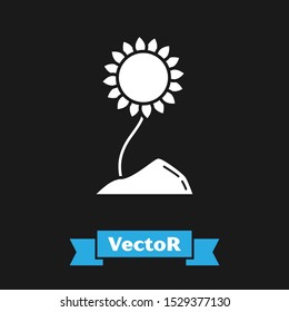 White Sunflower icon isolated on black background.  Vector Illustration