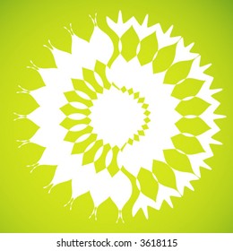 white sunflower -vector -