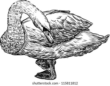 white swan
