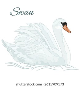 White swan bird floats in the water watercolor vintage on a white background vector illustration editable hand draw