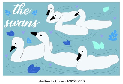 white swan collection vector illustration