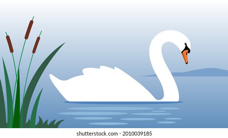 White Swan cygnet floats in blue pond. Silhouette of White swan with long neck. Vector illustration of wild bird. Modern vector in flat style.