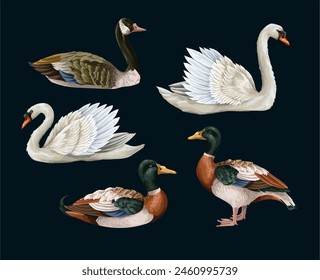 Cisne blanco y pato aislados. Vector