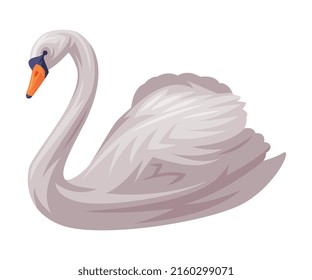 White Swan as Finland Symbol and Attribute Vector Illustration