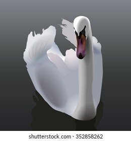 White Swan floats on the water.