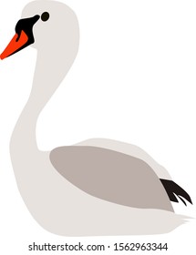 White swan, illustration, vector on white background.
