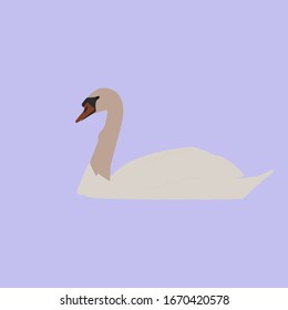 White swan, illustration, vector on white background.