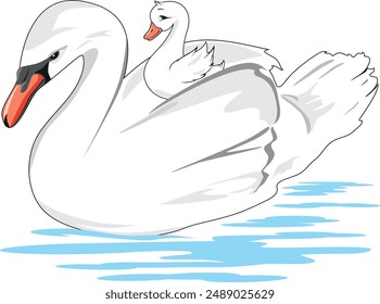 White swan mom and her baby. Vector