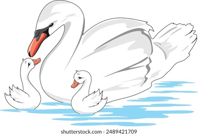 White swan mom and her two babies. Vector