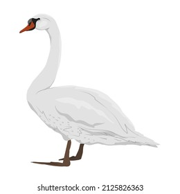 White swan mute. White swans Cygnus olor stands on its paws. Realistic vector wild birds