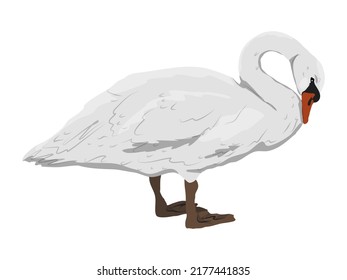White swan mute. White swans Cygnus olor tilted his head. Realistic vector wild birds
