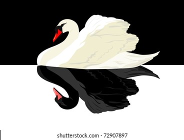 White swan on a black background and its reflection of black on a white background