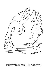 white swan sketch