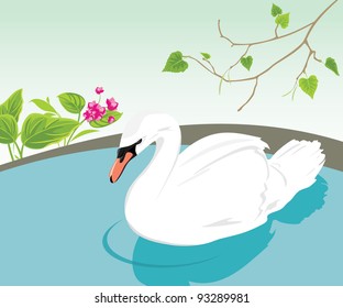 White swan swimming in a pond. Vector