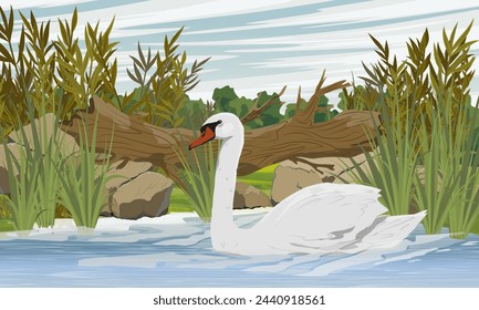 A white swan swims in a pond near the shore. Shore of a lake with tall green grass, stones and logs. Realistic vector landscape