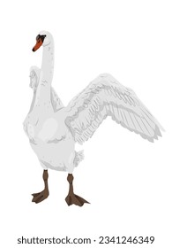 White swans Cygnus olor. Realistic vector wild birds