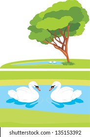 White swans in the pond park. Vector