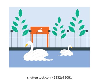 White swans swimming together in the pond, avian and white feathered type animal, zoo vector illustration.