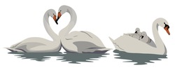 White Swans In Water, Pair Of Swans And Mother Swan With Chicks, Vector Illustration.