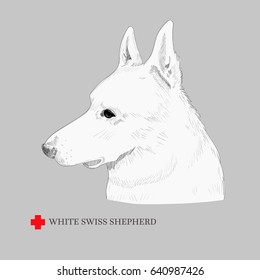 White swiss shepherd dog portrait. Hand drawn shepherd sketch and a flag of Switzerland.