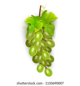 White table grapes, wine grapes. Fresh fruit, 3d vector icon set. Bunch of grapes ripe, vector eps 10