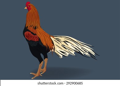 white tail fighting cock vector