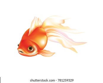 White tail goldfish on white background
