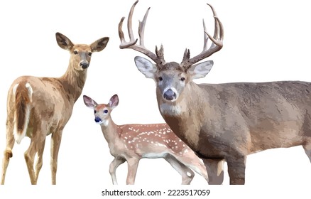 White Tailed Deer (Odocoileus virginianus) Family. Female Doe, Baby Fawn with Spots, and Male Buck with Antlers, 