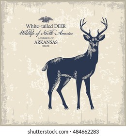 White tailed deer, Wildlife of America, illustration, vector, vintage