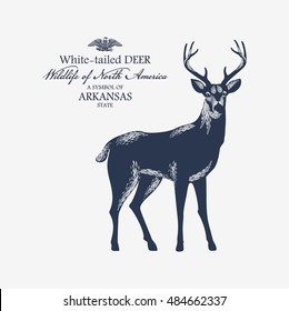White tailed deer, Wildlife of America, illustration, vector, blue color