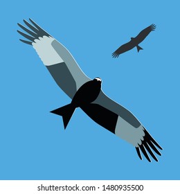 White tailed kite bird over a blue sky
