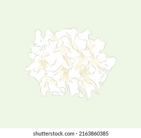 White Taiwan ingredient Tremella fuciformis in simple cute flat illustration art design
