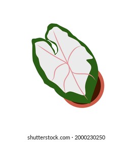 imagen vectorial de flor de taro blanco en olla
