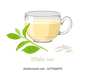 White tea in glass cup isolated on white background. Hot drink, dried leaves and fresh leaf . Vector illustration in cartoon flat style.