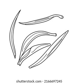 White tea linear illustration. Hand drawn white tea. the purest, most subtle fragrance. vector illustration