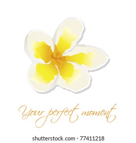 White tender flower isolated on white background vector illustration