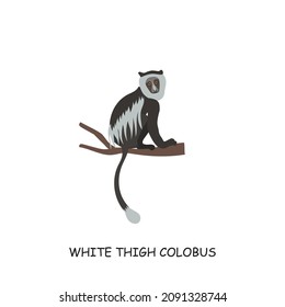 White thigh colobus, African animal. Vector illustration isolated on white background.