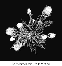 White thistle flower stands out against a black background, showcasing intricate details of its petals and leaves. The stark contrast enhances the natural beauty of the plant, creating a striking.