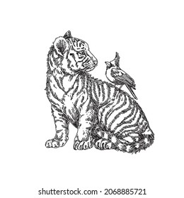 White tiger cub with cardinal bird. Sketch. Engraving style. Vector illustration.