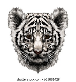 White Tiger Cub Head Sketch Vector Graphics Color Picture